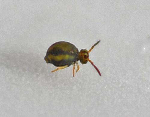 Sminthurinus elegans